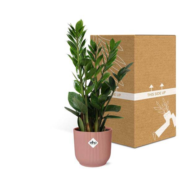 Glücksfeder Zamioculcas Zimmerpflanze Ø14cm ↕45-50cm – pflegeleichte Grünpflanze für Wohnzimmer, Büro & helle Standorte kaufen – Plant