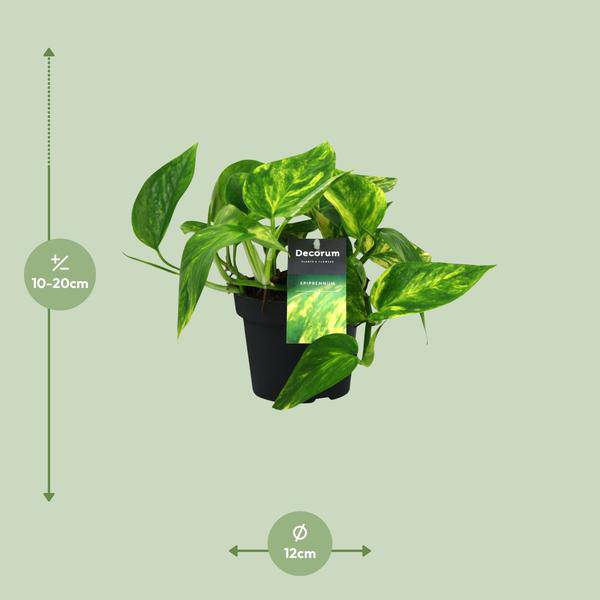 Efeutute Scindapsus Epipremnum Pinnatum HiColor – Ø12cm – ↕20cm – Pflegeleichte Zimmerpflanze mit dekorativem Laub – Plant