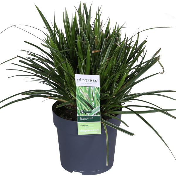 Weißrandige Segge – Carex morrowii 'Icedance' – Immergrünes Ziergras – Winterhart & pflegeleicht – Ø14cm – Ca. 30cm hoch – Plant