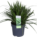 Weißrandige Segge – Carex morrowii 'Icedance' – Immergrünes Ziergras – Winterhart & pflegeleicht – Ø14cm – Ca. 30cm hoch – Plant