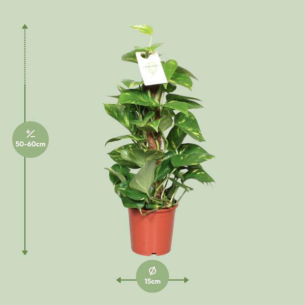 Efeutute Epipremnum Scindapsus Pinnatum – Goldene Efeutute am Moosstock – Zimmerpflanze Ø15cm ↕60cm – Herzförmige Blätter – Plant