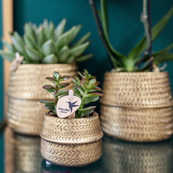 Sukkulenten 2er – Set in goldenen Rillen – Keramiktöpfen – Ø9cm – Pflegeleichte Crassula Ovata & Crassula Hobbit – Zimmerpflanzen für Zuhause & Büro – Plant