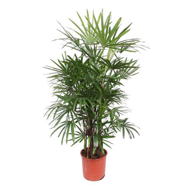 Steckenpalme – Rhapis Excelsa – Zimmerpflanze 190cm – Ø34cm – Pflegeleichte Damenpalme für Wohnzimmer, Büro & Wintergarten – Luftreinigende Palme – Plant