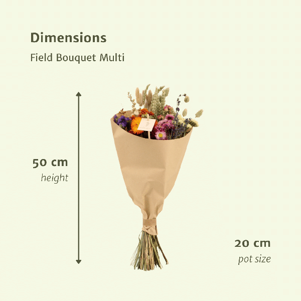 Trockenblumen Feldblumenstrauß Multi Ø20cm ↕50cm – dekorativer Trockenblumenstrauß für Vase, Tischdeko, Wohnzimmer & Geschenkidee – Plant