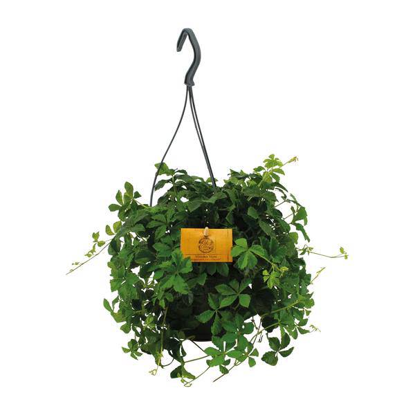 Parthenocissus Striatha – Hängender Efeu – Ø15cm ↕25cm – Immergrün – Pflegeleicht – Zimmer- & Balkonpflanze – Halbschatten – Plant