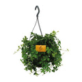 Parthenocissus Striatha – Hängender Efeu – Ø15cm ↕25cm – Immergrün – Pflegeleicht – Zimmer- & Balkonpflanze – Halbschatten – Plant