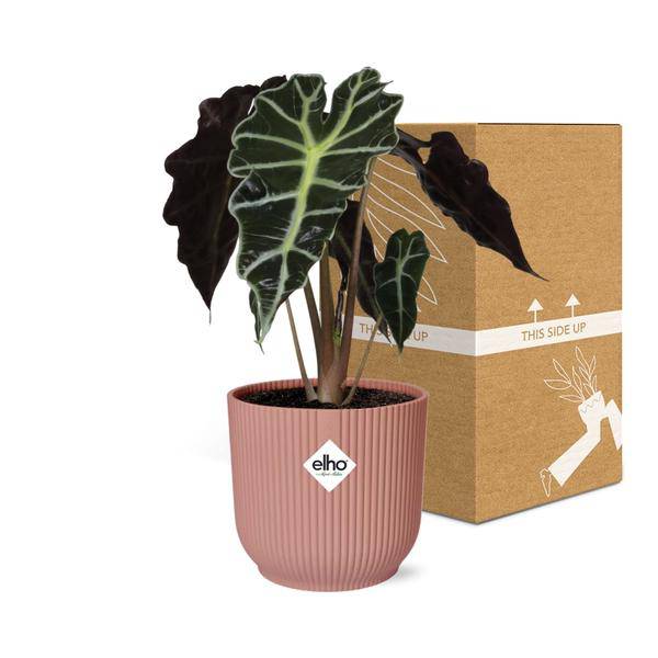 Elefantenohr Alocasia Polly Zimmerpflanze Ø14cm – pflegeleichte Grünpflanze für Wohnzimmer, Büro & helle Standorte kaufen – Plant