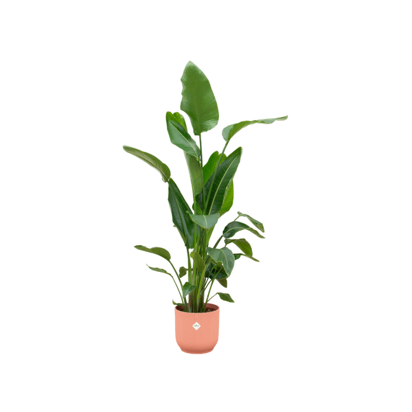 Strelitzia Nicolai – Baum – Strelitzie – ca. 160cm hoch – Ø30cm – inkl. Übertopf – Tropische Zimmerpflanze mit großen Blättern – Plant