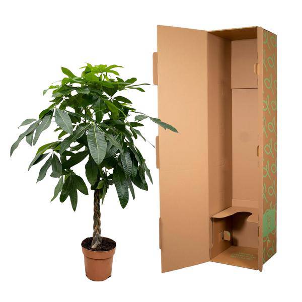 Glückskastanie – Pachira Aquatica – 150cm hoch – Ø27cm – Geldbaum als Zimmerpflanze – Luftreinigend & pflegeleicht – Ideal für Zimmer & Büro – Plant