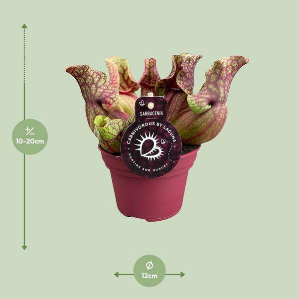 Schlauchpflanze Sarracenia Venosa – Kannenpflanze – Zimmerpflanze – Ø12cm – ca. 20cm – Pflegeleicht & Exotisch – Plant