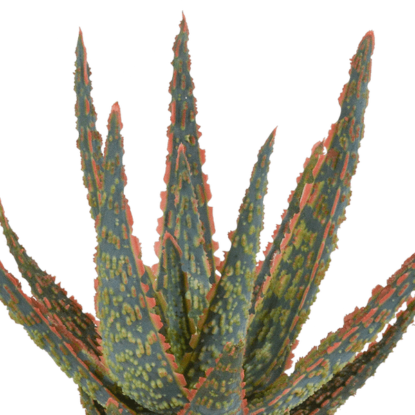 Sukkulente Aloe Zebrina Dannyz – Zimmerpflanze Ø10,5cm – Sternförmige Blätter mit orangefarbenen Akzenten – Pflegeleicht & dekorativ – Plant