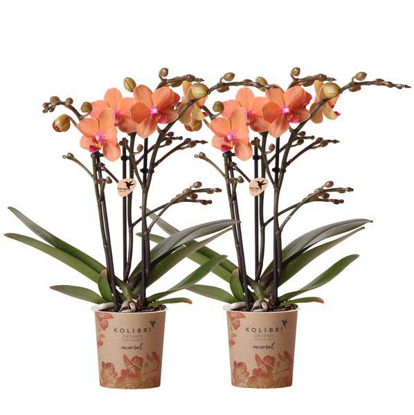 Phalaenopsis Orchideen Orange Zimmerpflanze Ø9cm – blühende Orchidee für Wohnzimmer, Büro & helle Standorte kaufen – Plant