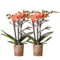 Phalaenopsis Orchideen Orange Zimmerpflanze Ø9cm – blühende Orchidee für Wohnzimmer, Büro & helle Standorte kaufen – Plant