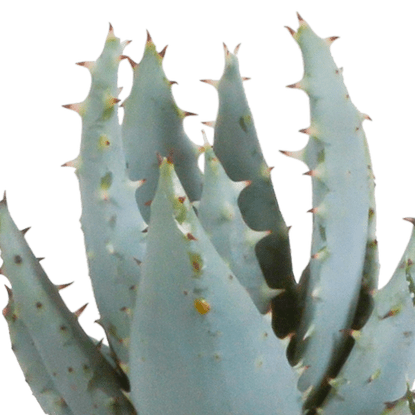 Sukkulenten Mix Gasteria & Haworthia – 5 Pflanzen – Ø5,5cm Zimmerpflanzen im weißen Topf – Verschiedene Mini – Sukkulenten – Plant