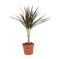 Drachenbaum Dracaena Magenta Zimmerpflanze Ø12cm ↕50cm – pflegeleichte Grünpflanze für Wohnzimmer, Büro & helle Standorte kaufen – Plant