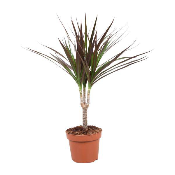 Drachenbaum Dracaena Magenta Zimmerpflanze Ø12cm ↕50cm – pflegeleichte Grünpflanze für Wohnzimmer, Büro & helle Standorte kaufen – Plant