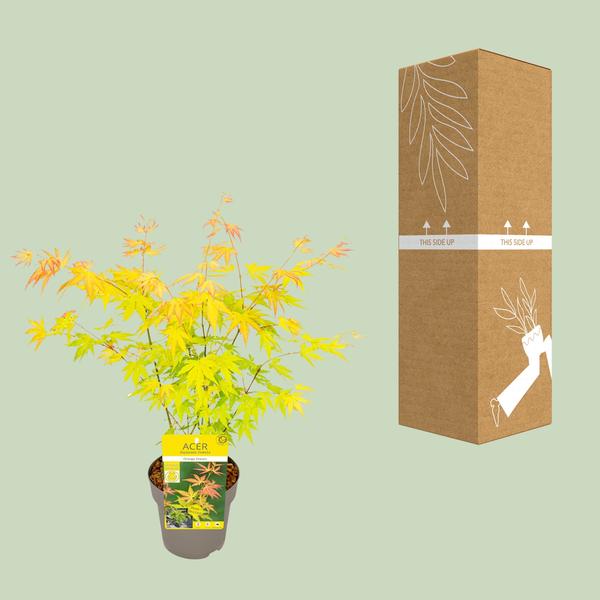 Fächer – Ahorn Acer palmatum Orange Dream Gartenpflanze Ø15cm ↕40cm – winterharte Pflanze für Garten, Balkon, Terrasse, Kübel & Beet online kaufen – Plant