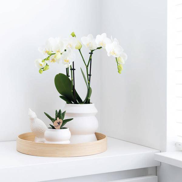 Dekorative Bambusschale – Rund – Ø30cm – Natürliches Tablett für Pflanzen, Töpfe & Wohnaccessoires – Schlicht & vielseitig kombinierbar – Plant
