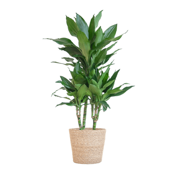 Dracaena Janet Lind 95cm – Drachenbaum Zimmerpflanze Ø21cm – pflegeleichte grüne Pflanze mit luftreinigend – inkl. handgeflochtenem Seegras – Plant