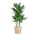 Dracaena Janet Lind 95cm – Drachenbaum Zimmerpflanze Ø21cm – pflegeleichte grüne Pflanze mit luftreinigend – inkl. handgeflochtenem Seegras – Plant