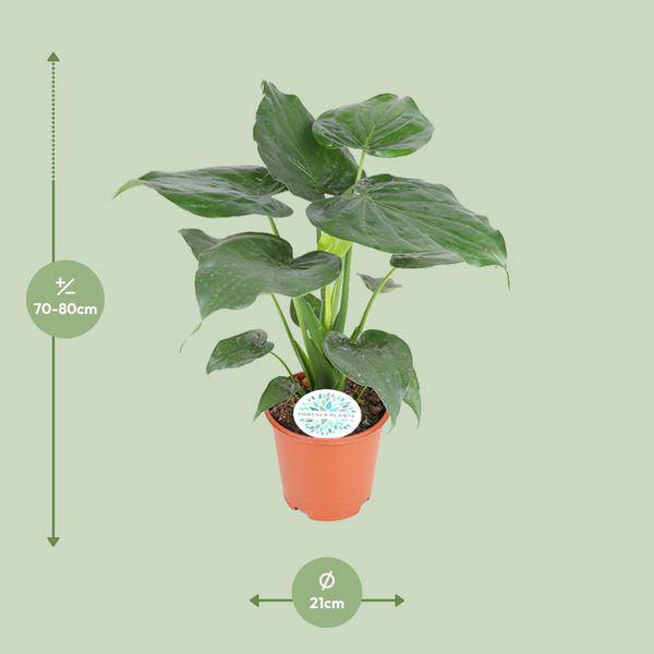 Elefantenohr Alocasia Cucullata Zimmerpflanze Ø21cm ↕80cm – pflegeleichte Grünpflanze für Wohnzimmer, Büro & helle Standorte kaufen – Plant