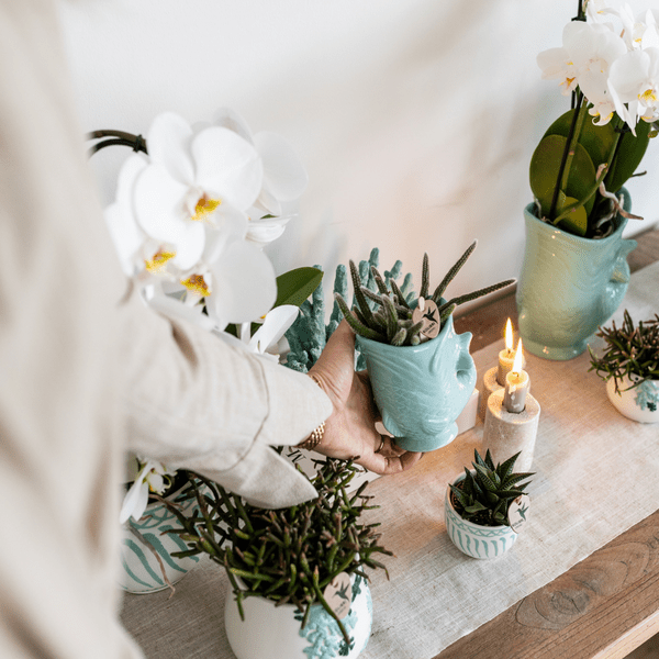 Pflanzset Phalaenopsis Orchidee Amabilis Weiß Ø9cm & Sukkulente Crassula Hobbit Ø6cm – In türkisfarbenen Keramik Fish – Töpfen – Plant