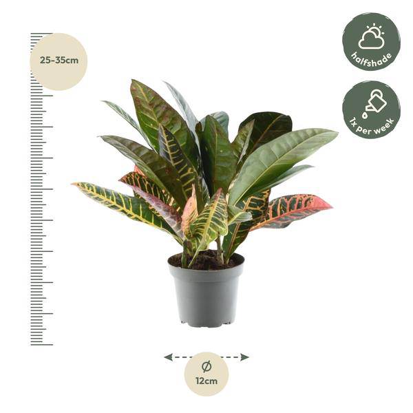 Codiaeum variegatum 'Petra' – Wunderstrauch – Buntblättrige Zimmerpflanze – Exotische Dekopflanze – Pflegeleicht – ↕30cm – Ø12cm – Plant