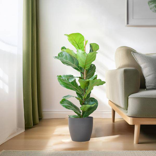 Ficus Lyrata – Geigen – Feige – Zimmerpflanze – 80cm – Ø21cm – inkl. Übertopf – Große Blätter, pflegeleicht, dekorativ – Plant