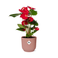 Flamingoblume Anthurium Rot Zimmerpflanze Ø14cm – pflegeleichte Grünpflanze für Wohnzimmer, Büro & helle Standorte kaufen – Plant