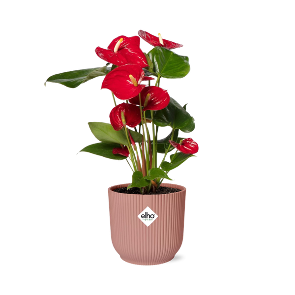 Flamingoblume Anthurium Rot Zimmerpflanze Ø14cm – pflegeleichte Grünpflanze für Wohnzimmer, Büro & helle Standorte kaufen – Plant