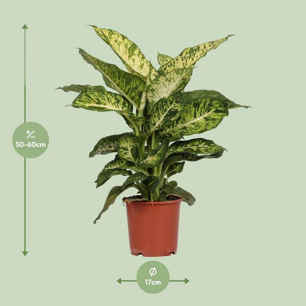 Dieffenbachia Mars – Ø17cm x H50cm – Tropische Zimmerpflanze mit dekorativen Blättern – Pflegeleicht & luftreinigend – Für Halbschatten – Plant