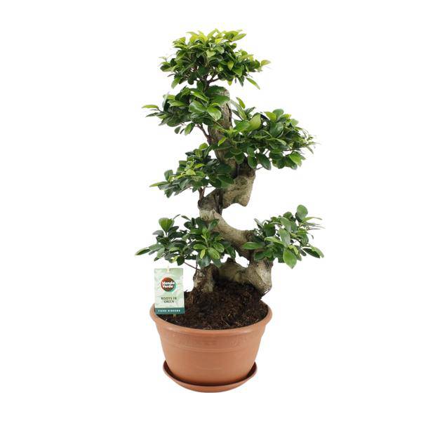 Chinesische Feige Ficus Ginseng Zimmerpflanze Ø27cm ↕70cm – pflegeleichte Grünpflanze für Wohnzimmer, Büro & helle Standorte kaufen – Plant