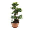 Chinesische Feige Ficus Ginseng Zimmerpflanze Ø27cm ↕70cm – pflegeleichte Grünpflanze für Wohnzimmer, Büro & helle Standorte kaufen – Plant