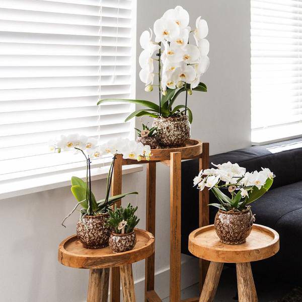 Blumentopf Safari – Ø9cm – Handgefertigter Keramik Pflanztopf – Dekorativer Übertopf für kleine Zimmerpflanzen – Stilvolle Innendeko – Plant