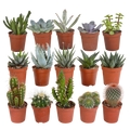 Kakteen und Sukkulenten Mix – 15 Pflanzen – Ø5,5cm Zimmerpflanzen – Verschiedene Arten wie Cereus, Echeveria, Haworthia & Crassula – Plant