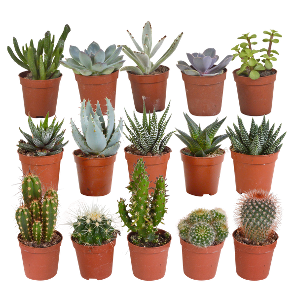 Kakteen und Sukkulenten Mix – 15 Pflanzen – Ø5,5cm Zimmerpflanzen – Verschiedene Arten wie Cereus, Echeveria, Haworthia & Crassula – Plant