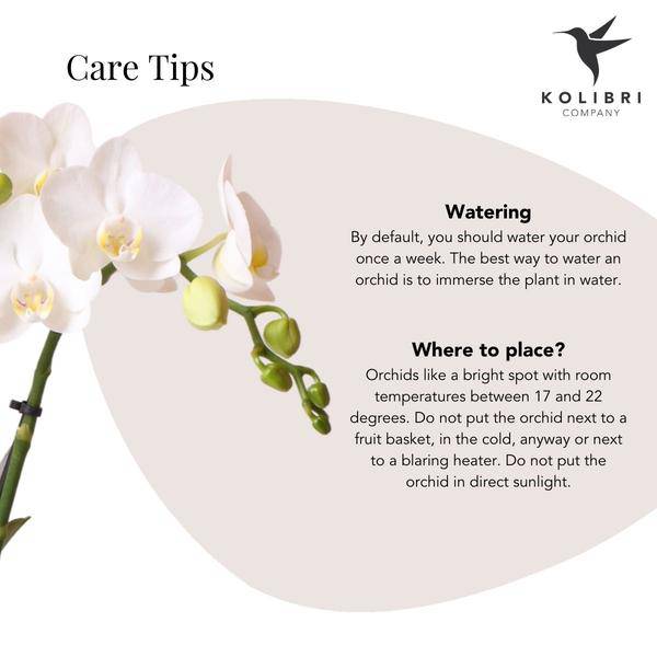 Phalaenopsis Orchidee Amabilis Weiß – 35cm Höhe – Ø9cm – Mit dekorativem Elite Topf Gold – Edle Zimmerpflanze mit 2-3 Blütenstielen – Plant