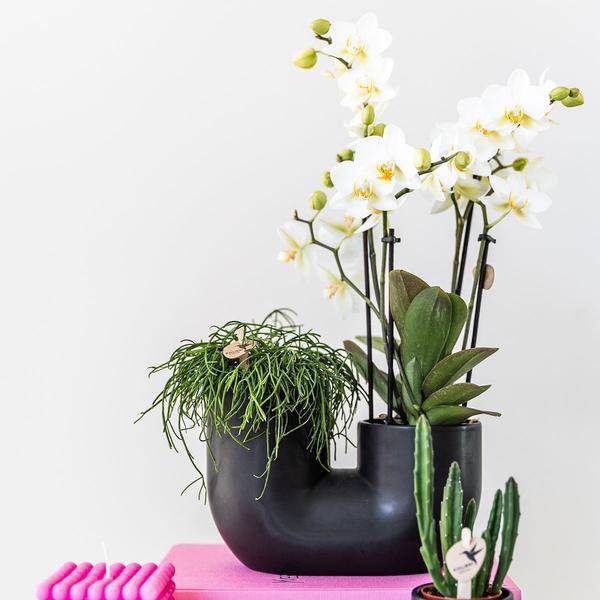 Röhre Ziertopf Schwarz – Duo – Keramiktopf für zwei Pflanzen Ø9cm – Blumentopf für Orchideen, Sukkulenten & Zimmerpflanzen – Robust & dekorativ – Plant