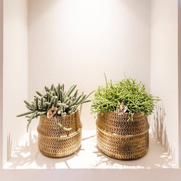 Pflanzenset mit 3 Sukkulenten – Inkl. Keramik – Ziertöpfe – Ø9cm Topf – Pflegeleichtes Mini – Set für Fensterbank, Schreibtisch & Regal – Plant