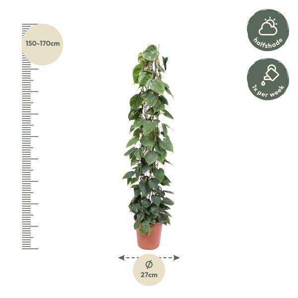 Baumfreund Philodendron Scandens Zimmerpflanze Ø27cm ↕160cm – pflegeleichte Grünpflanze für Wohnzimmer, Büro & helle Standorte kaufen – Plant