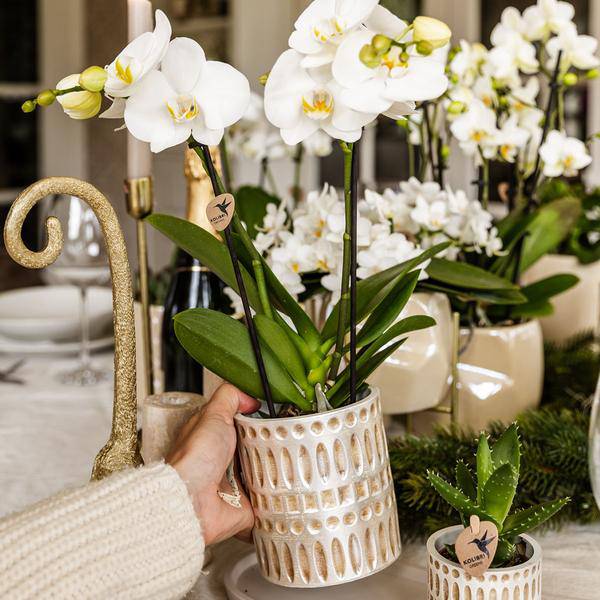 Dekotopf Mosaik – Ø6cm – Blumentopf mit goldenen Mosaikdetails – Stilvoller Mini Pflanztopf für Sukkulenten & kleine Pflanzen – Plant