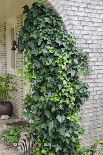 Gemeiner Efeu – Hedera helix – Ø15cm – ca. 65cm hoch – Immergrüne Kletterpflanze – Winterhart & pflegeleicht – Für Fassade, Zaun & Pergola – Plant