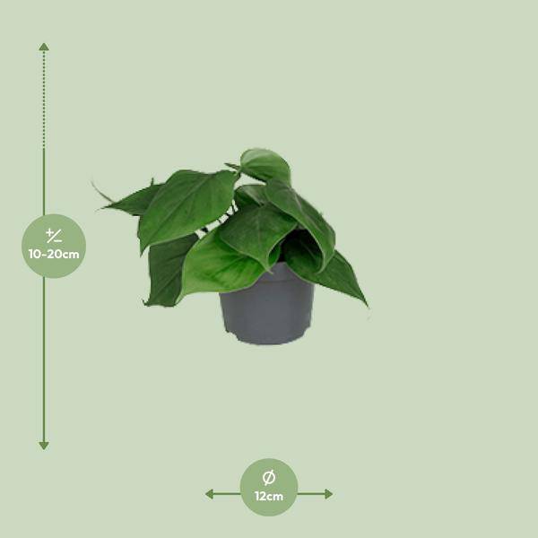 Philodendron Scandens – Baumfreund – Zimmerpflanze – Ø12cm – ↕15-20cm Höhe – Pflegeleicht – Luftreinigend – Halbschatten – Plant