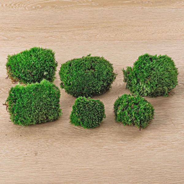 Lebendes Kissenmoos – pflegeleichter Flaschengarten im Glas, Pflanzen Terrarium für Wohnzimmer & Büro – Plant