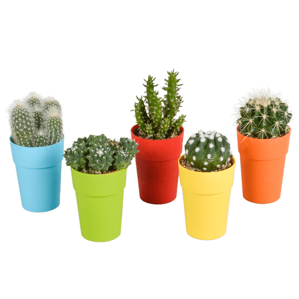Kakteen Mix – 5 Pflanzen – Ø5,5cm Zimmerpflanzen im farbigen Kunststofftopf – Verschiedene Mini – Kakteen – Plant