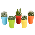 Kakteen Mix – 5 Pflanzen – Ø5,5cm Zimmerpflanzen im farbigen Kunststofftopf – Verschiedene Mini – Kakteen – Plant