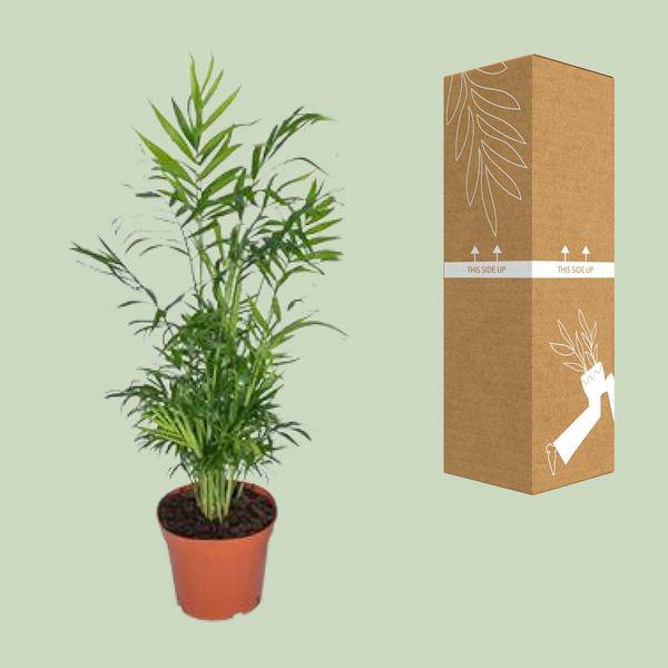 Mexikanische Bergpalme – Chamaedorea Elegans – Ø17cm x H55cm – Pflegeleichte Zimmerpalme – Für Halbschatten – Luftreinigend – Im Pflanztopf – Plant