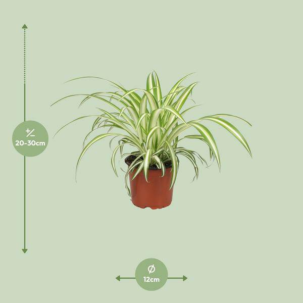 Grünlilie Chlorophytum – Zimmerpflanze – Ø12cm – ↕25cm – Spider – Pflanze – Pflegeleicht – Halbschatten – Luftreinigend – Plant