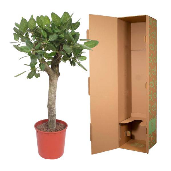 Ficus Benghalensis – Banyan – Feige auf Stamm – ca. 150cm Höhe – Zimmerpflanze mit großen glänzenden Blättern – Topfgröße Ø34cm – Elegante Innenraum – Plant