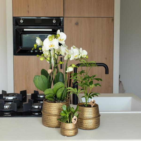 Phalaenopsis Orchidee Las Vegas Zimmerpflanze Ø12cm – blühende Orchidee für Wohnzimmer, Büro & helle Standorte kaufen – Plant